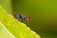 Otitinae