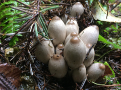 Coprinopsis acuminata