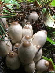 Coprinopsis acuminata