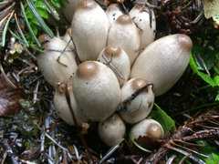 Coprinopsis acuminata