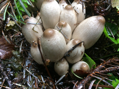 Coprinopsis acuminata