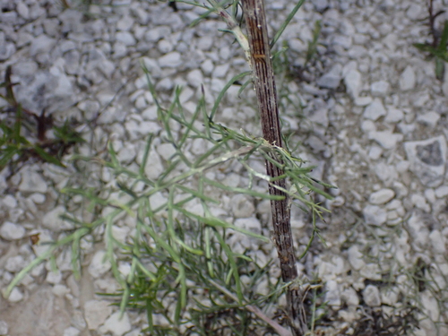 Image of Chalk Hill hymenopappus by (c) Bao Pham, some rights reserved (CC BY)
