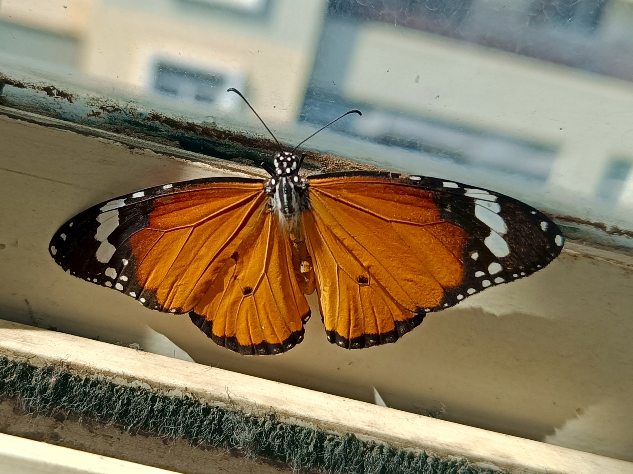 Plain Tiger