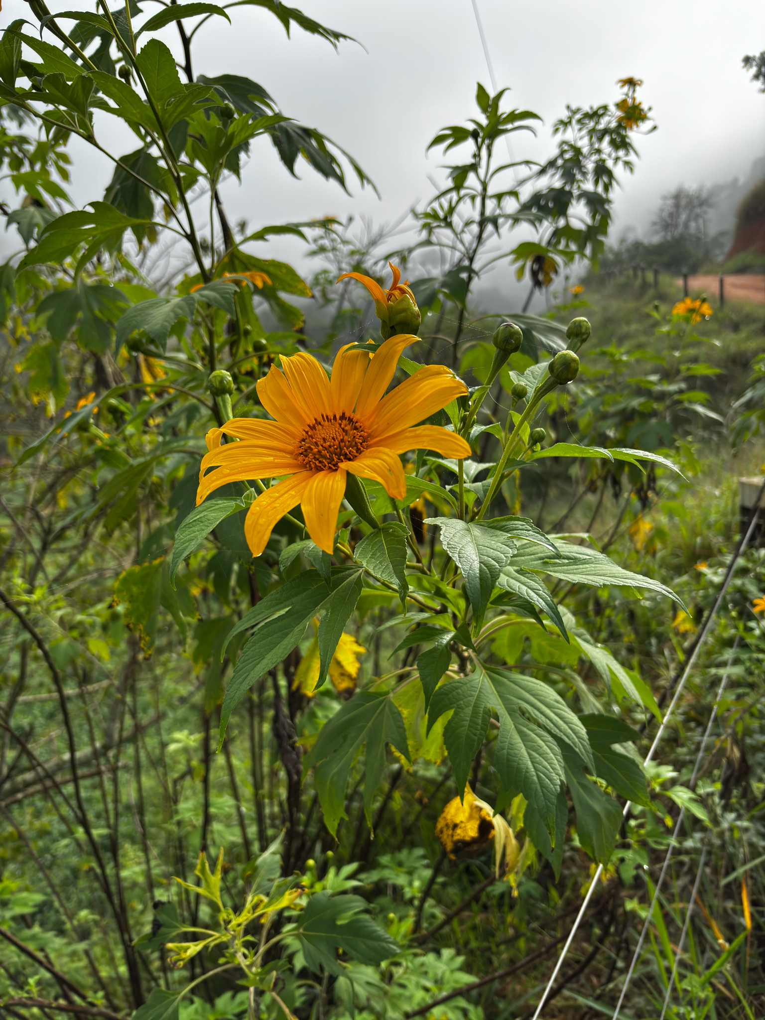 Tithonia diversifolia