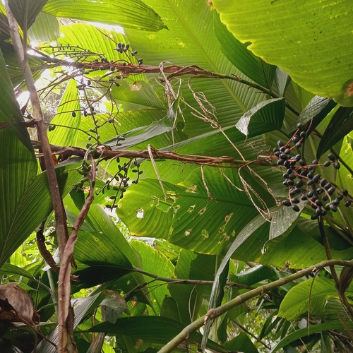 Chamaedorea fragrans (Chamaedorea fragrans)