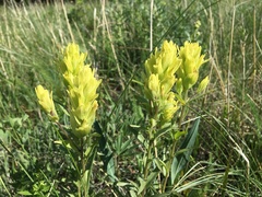 Castilleja lutescens