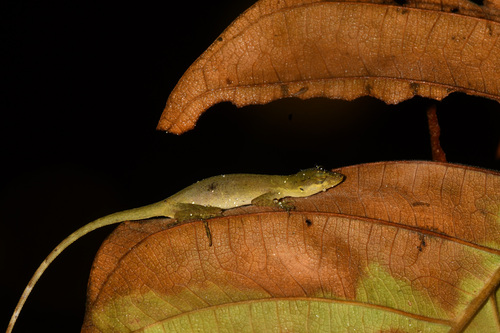 Urrao anole