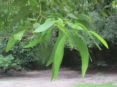 Acacia auriculiformis