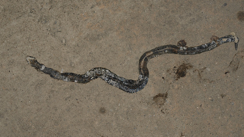 Rhabdophis lateralis