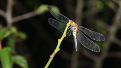 Sympetrum infuscatum