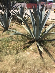 Agave