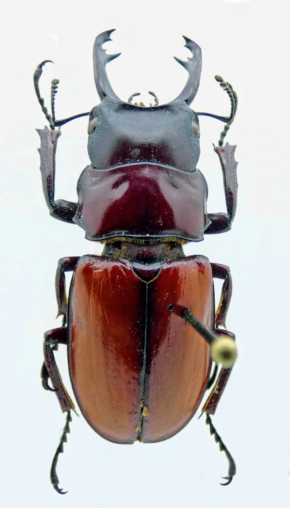 Odontolabis alexandrae (Odontolabis alexandrae)