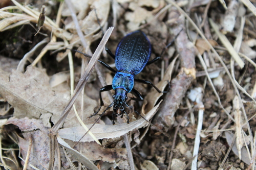 Blue Ground Beetle photo 3
