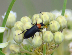 Nemognatha selanderi