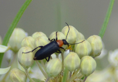 Nemognatha selanderi