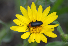 Nemognatha selanderi