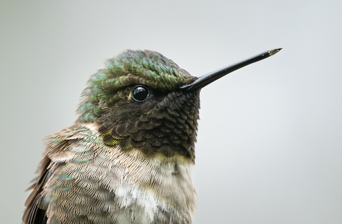 Ruby-throated Hummingbird photographed in Ohio