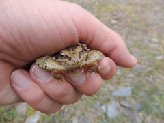 Rana macrocnemis