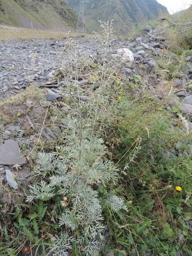 Pravi pelin (Artemisia absinthium)