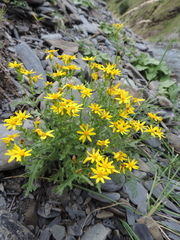 Senecio leucanthemifolius caucasicus