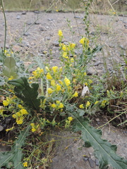 Linaria genistifolia