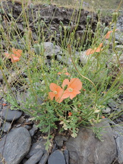 Papaver fugax
