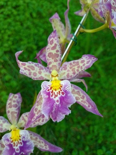 × beallara
