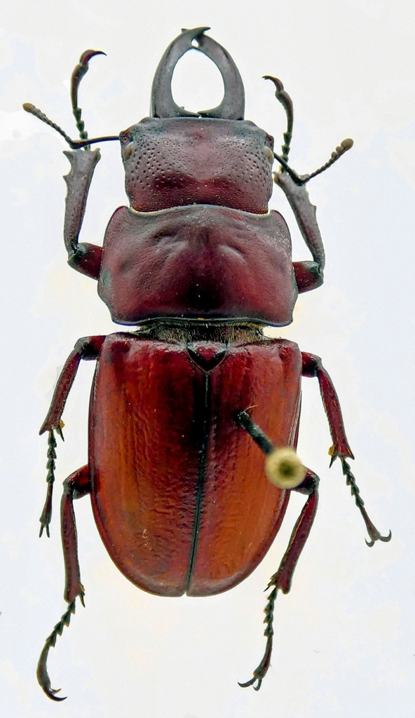 Odontolabis lecourti