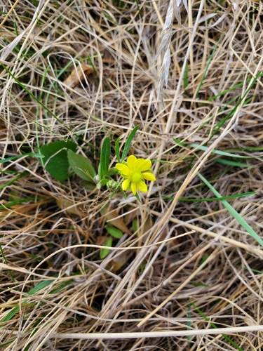 Image of Ranunculus rhomboideus by no rights reserved