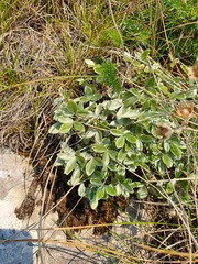 Potentilla apennina
