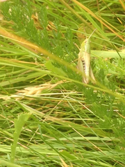 Pseudochorthippus parallelus