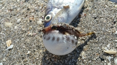 Sphoeroides spengleri