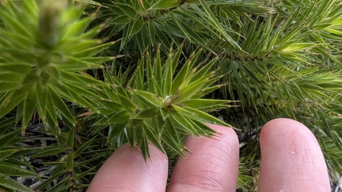 Image of Melichrus procumbens by (c) Alesha Teitzel, some rights reserved (CC BY)