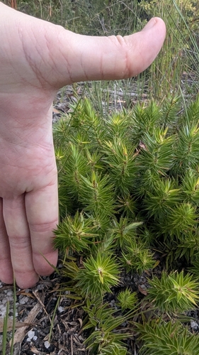 Image of Melichrus procumbens by (c) Alesha Teitzel, some rights reserved (CC BY)