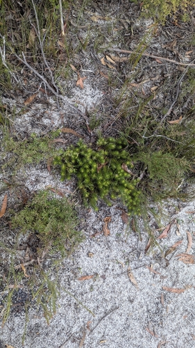 Image of Melichrus procumbens by (c) Alesha Teitzel, some rights reserved (CC BY)