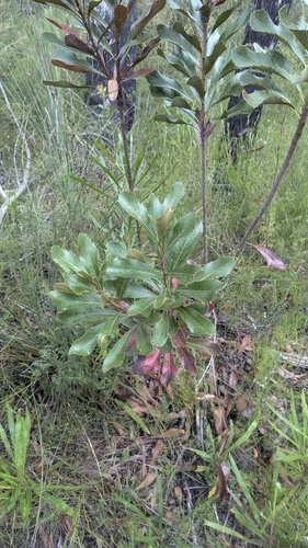 Image of Telopea aspera by (c) Alesha Teitzel, some rights reserved (CC BY)
