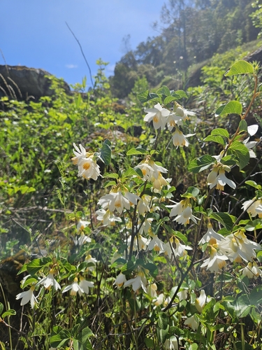Image of Styrax redivivus by (c) Marco Iboshi, some rights reserved (CC BY)