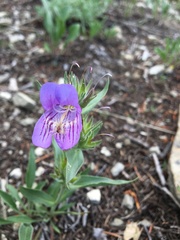 Penstemon eriantherus