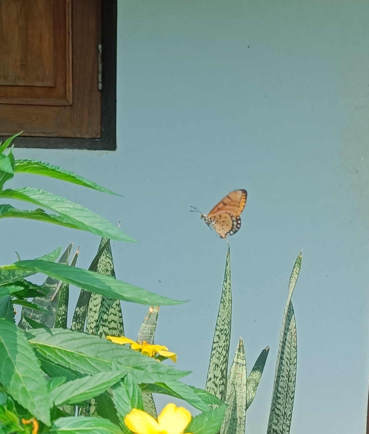 Tawny Coster