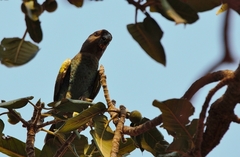 Poicephalus meyeri