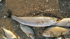 Cynoscion nebulosus