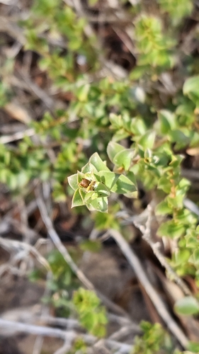 Image of Kunzea pomifera by (c) Rosalie Lawrence, some rights reserved (CC BY)