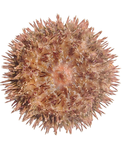 Photo of Flower urchin (Toxopneustes pileolus)