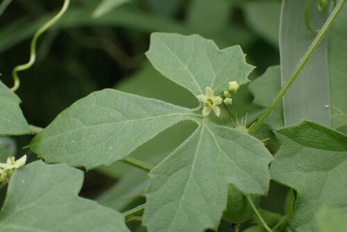 Image of Blastania cerasiformis by no rights reserved