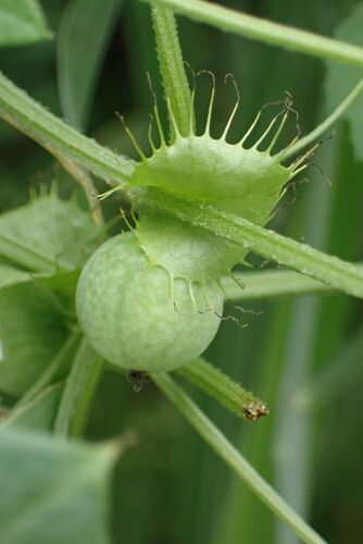 cherry vine (Blastania cerasiformis)