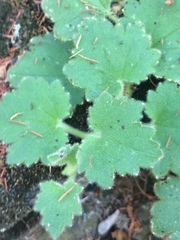 Asarina procumbens