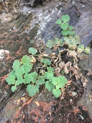 Asarina procumbens