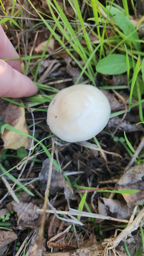 Leucocoprinus leucothites · May 2025 · photo: © squidney8 (iNaturalist, cc0)