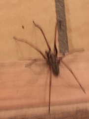 Eratigena