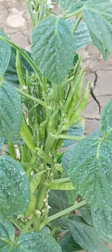 Guar